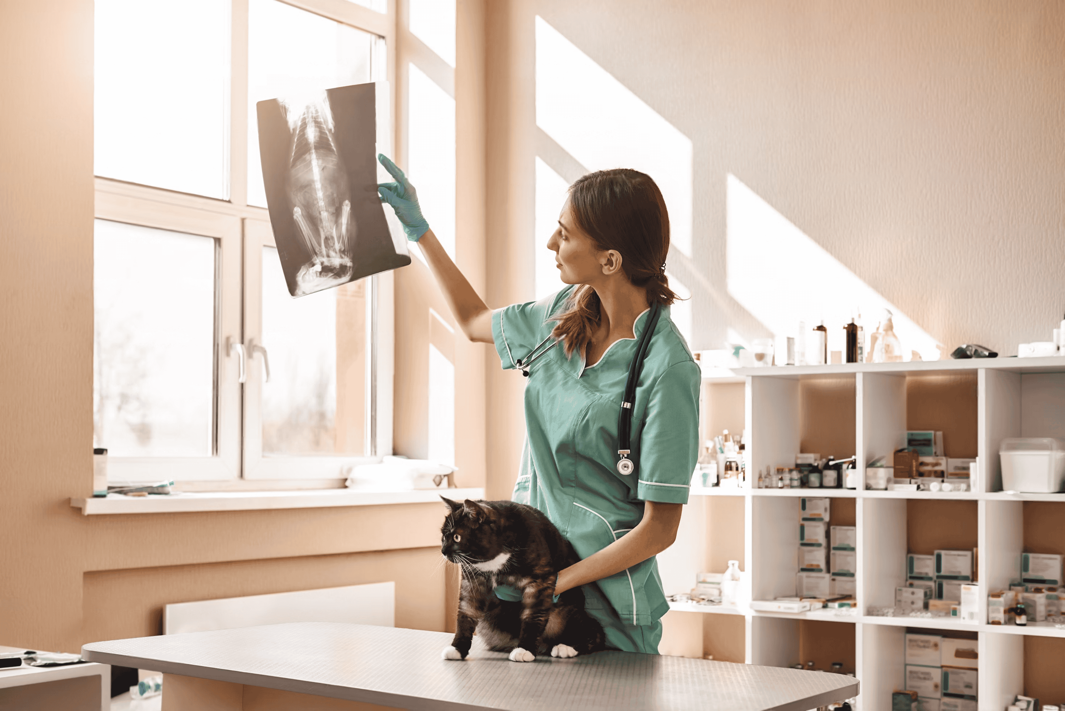 Veterinarian Program Background