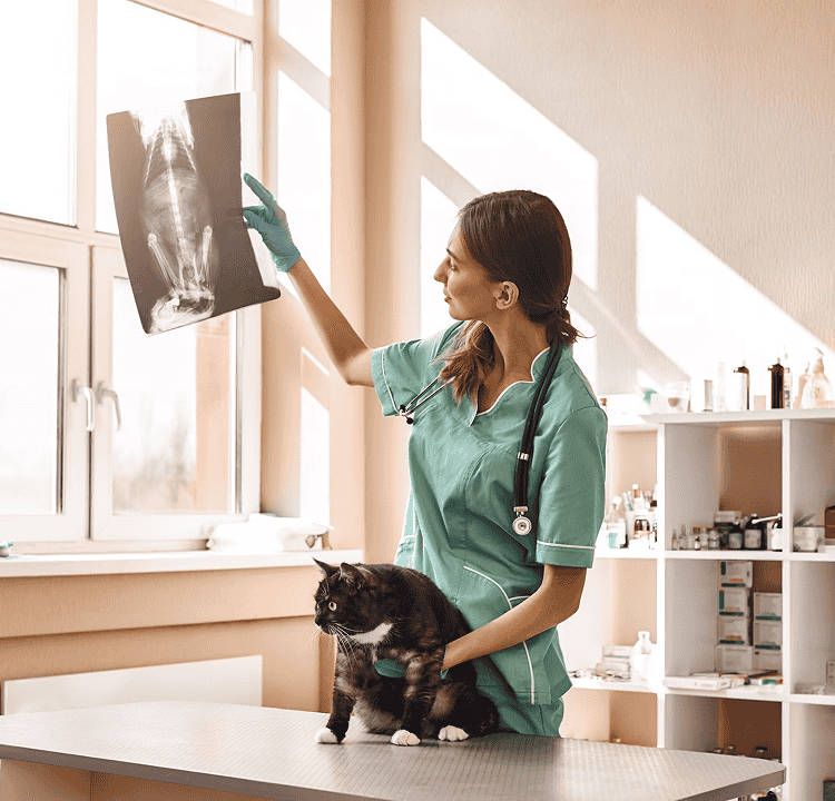 Veterinarian Program Background