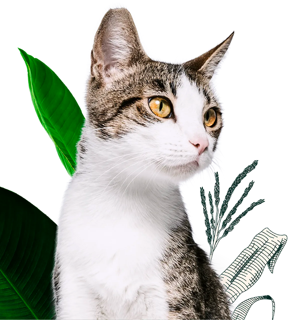 Cat peeking through green foliage